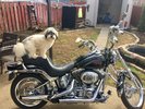 Harley & Davey Want To Ride !!