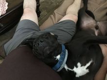 Another shot of Argosaurus Rex trying to bond with me on a molecular level.  He’s a bit clingy...