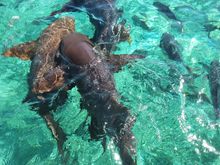 More sharks around the boat