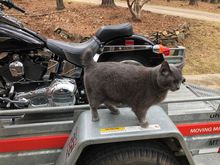 That’s “Dude”, my brother cat.