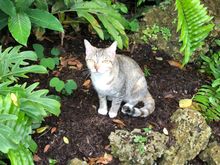 This cat's definitely hitting the bong 
