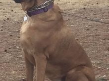 My 129 lb little puppy. 