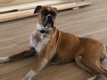 Meet Sadie, my 12 year-old boxer.  Her job is to bark at anyone at the door, say goodbye when I leave, greet me when I return, and remind me what unconditional love is.