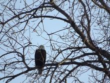 Bald eagle,South shore boat club.