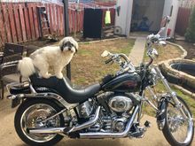 Harley & Davey Want To Ride !!