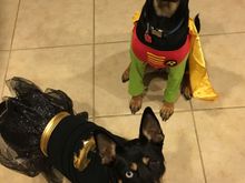 Halloween. Yeah we dress them up, we are tools. 