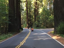 Avenue of the Giants. California Redwoods.