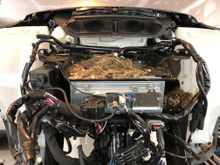 Cleaned out this critter nest from the previous owner.