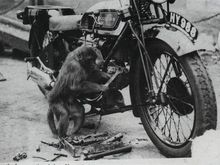 If it was easy a monkey could do it