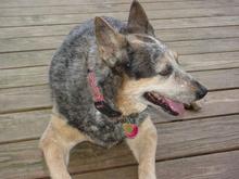 My late best frind Molly