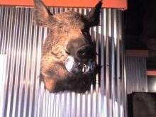 Harley the hog keeps an eye on the place