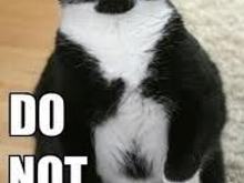Do not want black white cat