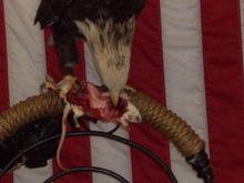 American Eagle eating a rat 4 lunch!