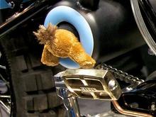 phoca thumb l bling cycles dirty knuckle 008