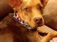 This is my boy Jax. He's a real good dog.