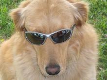 the golden
