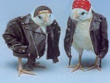 biker chicks, couldnt resist