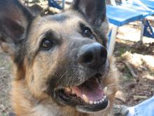My doggie