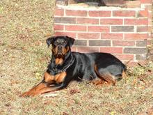 She loved the sun; This was about 2 mths after rescuing her; hard to tell that 3.5 mths before the pic she weighed less than 50lbs at 1.5yr old; you could see all of her ribs and vertebrae...