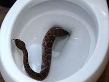 There could be something living in your sewage system, possibly depositing material for nesting, etc. 