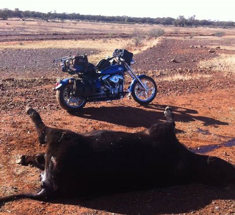 Just a wild bull I bumped into,outback Queensland Australia style. The quickest photo I've ever taken,stunk like hell!! Ha ha haa...It wasn't far off "popping" from the stinkin heat....Dodging Kangaroos,wild pigs,wild dogs,Emu's,snakes crawling acros the road, Eagles jumping off carcasses that are too slow coz of their 8 foot wingspan, Goats, and other critters. 5L jerry can of fuel to add to my 19L tank on the bike. 100's of K's between fuel stops at times. 585 cams,aircleaner and pipes. :)