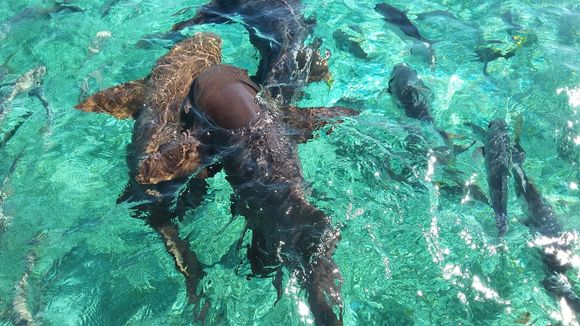 More sharks around the boat