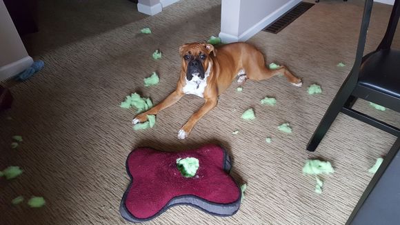 who me, I did't do it