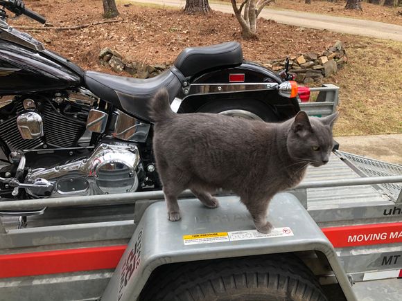 That’s “Dude”, my brother cat.