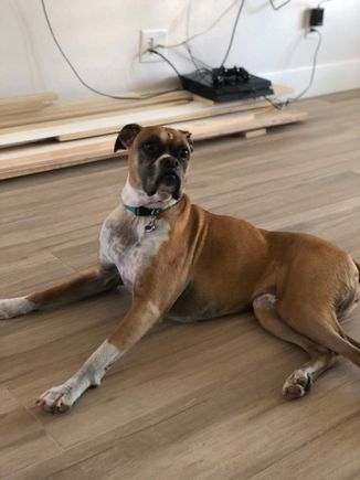 Meet Sadie, my 12 year-old boxer.  Her job is to bark at anyone at the door, say goodbye when I leave, greet me when I return, and remind me what unconditional love is.