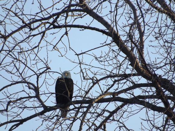Bald eagle,South shore boat club.