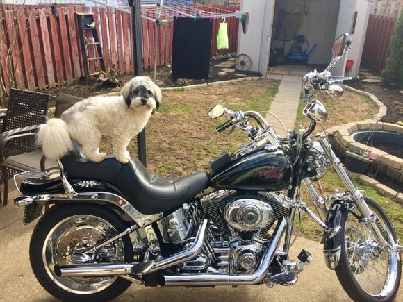 Harley