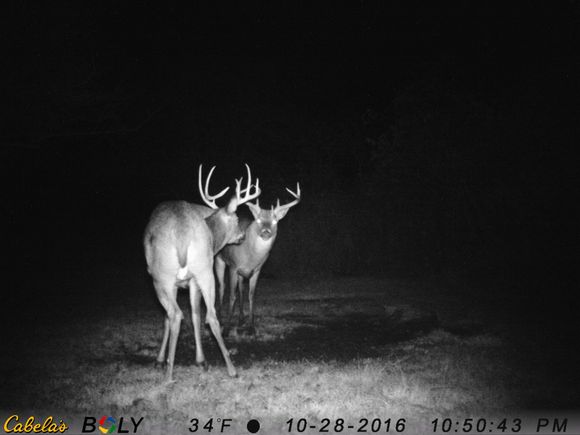 came back with a friend