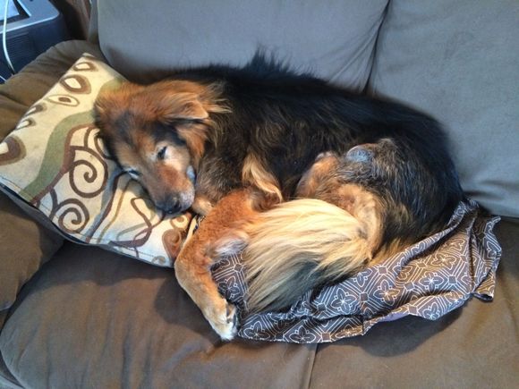 There is nothing he loved more, than to climb up on the couch and sleep on his pillows.