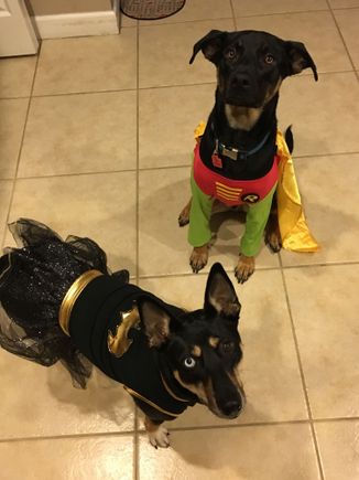 Halloween. Yeah we dress them up, we are tools. 