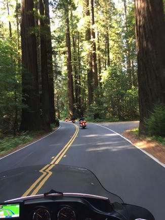 Avenue of the Giants. California Redwoods.