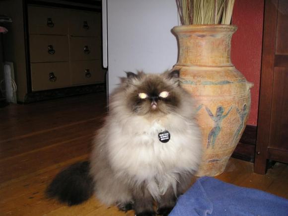 Good Cat