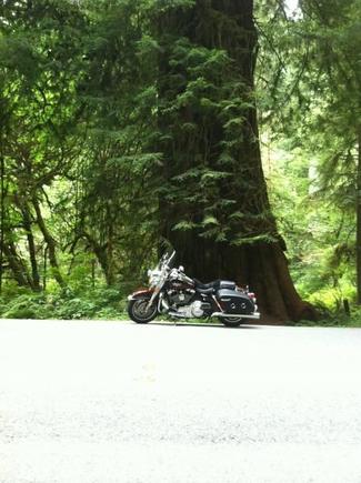 Redwoods 058