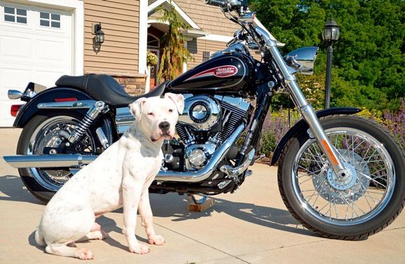Jax, American Bulldog 7 months and my 08 Low Rider