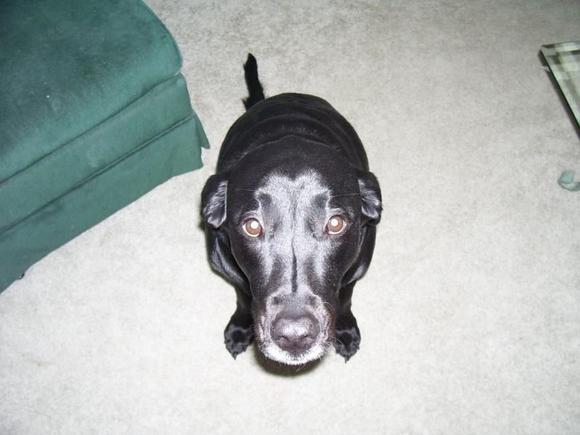 Crazy dog