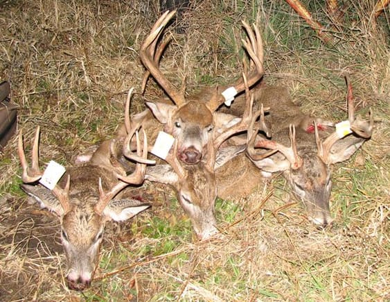 Got four nice bucks that year (2007) 8 pt, 10 pt, 12 pt and this 13 pt. Taken in Iowa with shotgun.