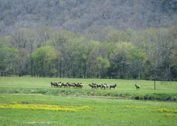 Boxley Valley, home of the only Elk herds in Arkansas.
Hwy 74 west of Jasper AR.