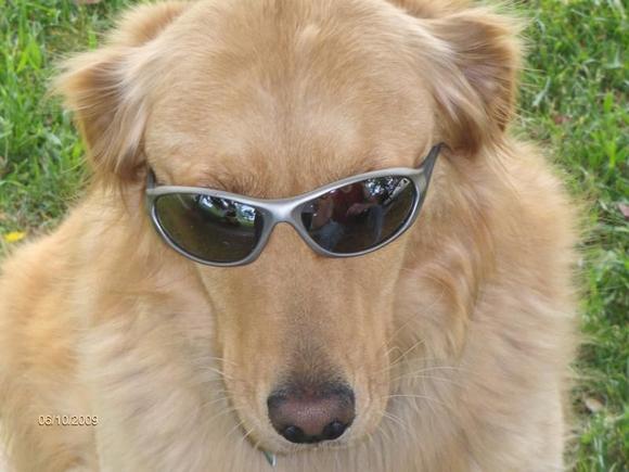 the golden