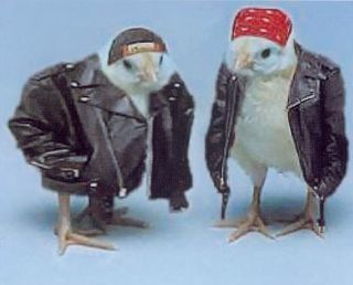biker chicks, couldnt resist