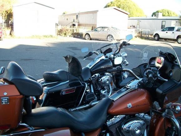 Pair of Harleys in Rifle,Colorado