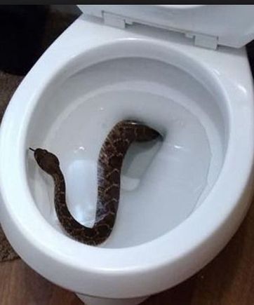 There could be something living in your sewage system, possibly depositing material for nesting, etc. 