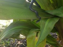 Also good to have around. Black racer. Non venomous. Hes always around our truck lol. 