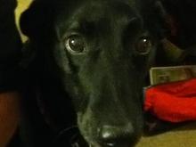 The puppy.