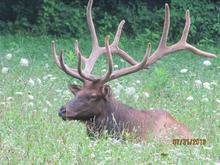 First Bull Elk we saw up in Cherokee,NC!!