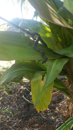 Also good to have around. Black racer. Non venomous. Hes always around our truck lol. 