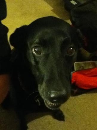 The puppy.